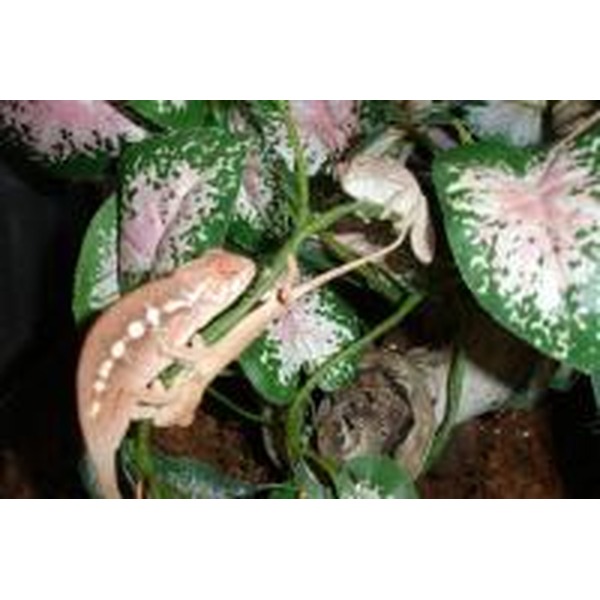 Pink-beige gecko sits on variegated green and pink leaves, near a hand.