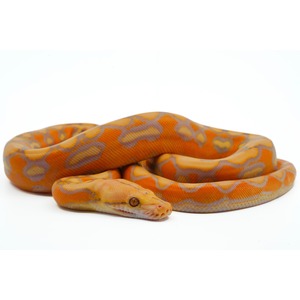 Orange python with grey patterned scales, coiled on a white background