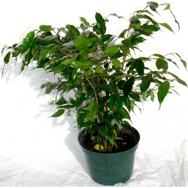 Ficus plant with dense, glossy green leaves in a dark pot.