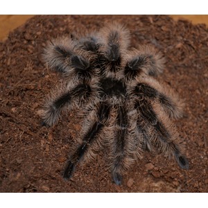 Large, hairy tarantula with brown and black legs on reddish soil.
