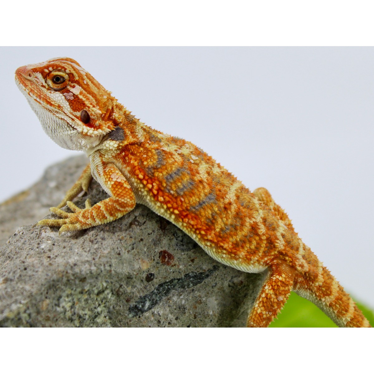 Small Blue Bar Bearded Dragons For Sale | LLLReptile