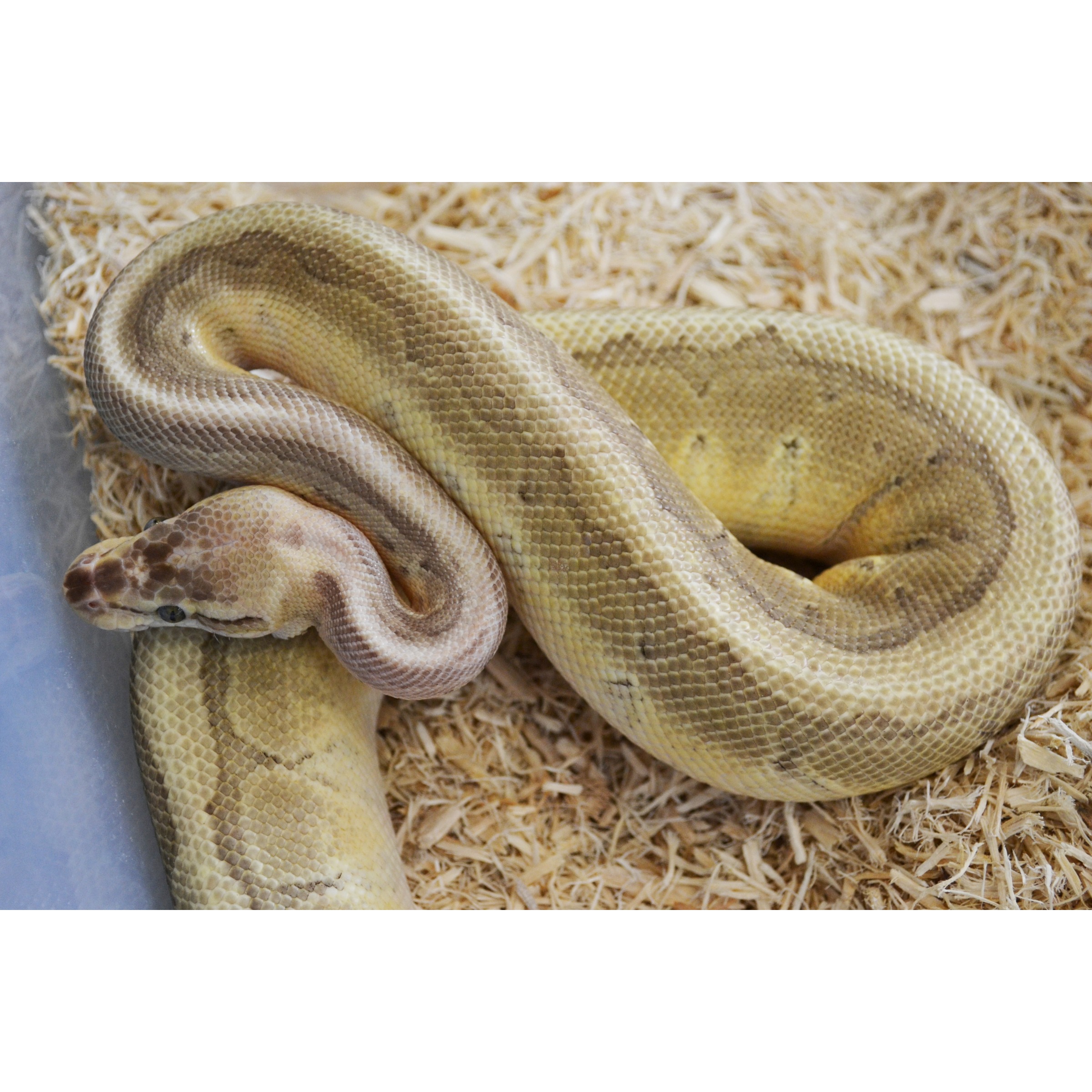 A thick, pale yellow-brown snake coiled on wood shavings in a tank.