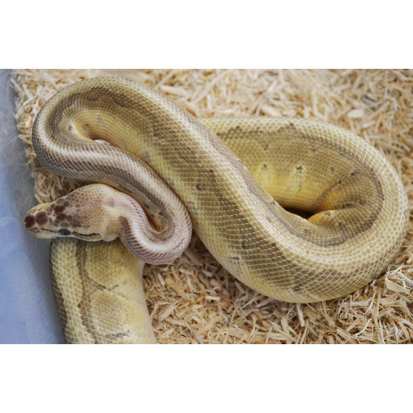 A thick, pale yellow-brown snake coiled on wood shavings in a tank.