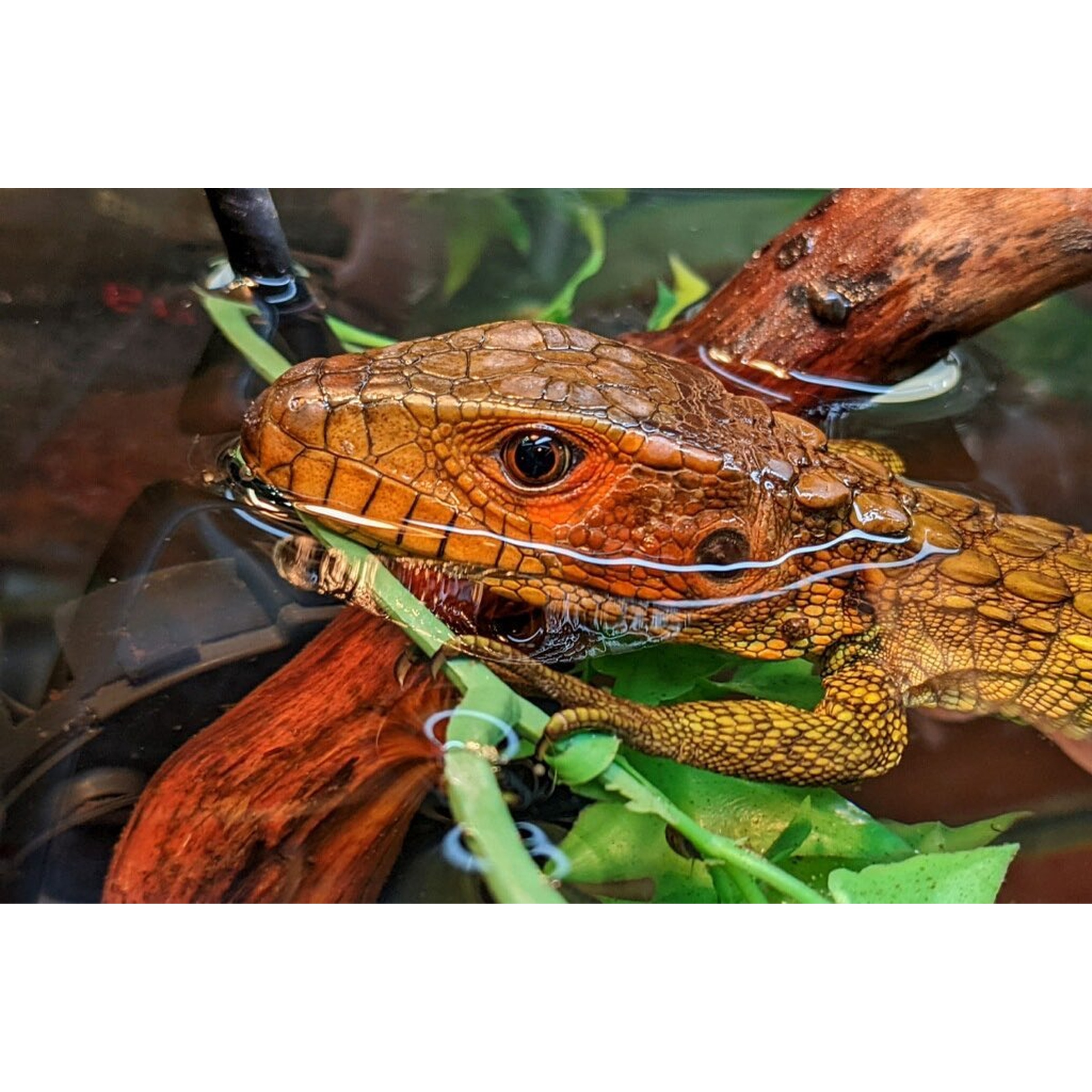 Close-up of orange-brown lizard with textured scales and visible eye, resting on green plants in water.