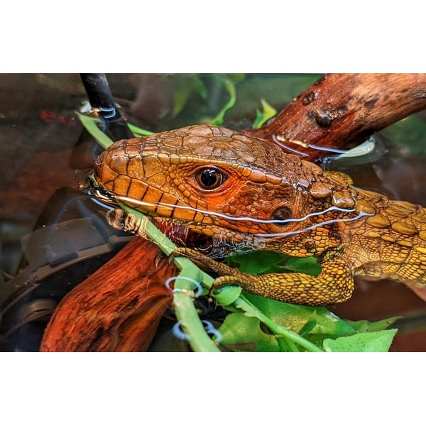 Close-up of orange-brown lizard with textured scales and visible eye, resting on green plants in water.