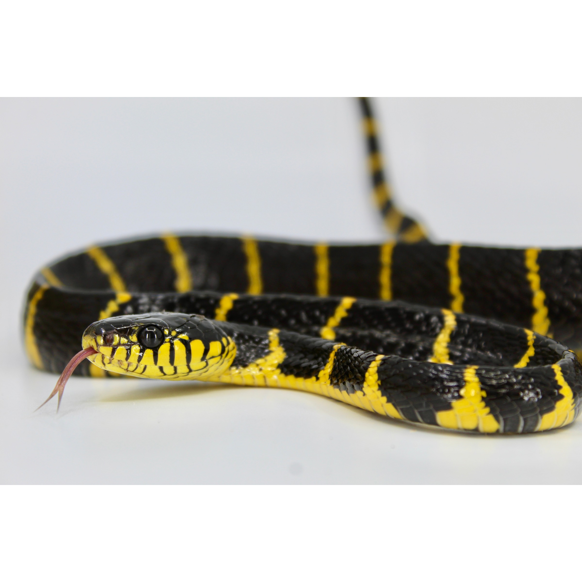 マングローブのね ページ。 Blue Devils サイス　M Malaysian Black & Yellow Mangrove Snakes For Sale | LLLReptile