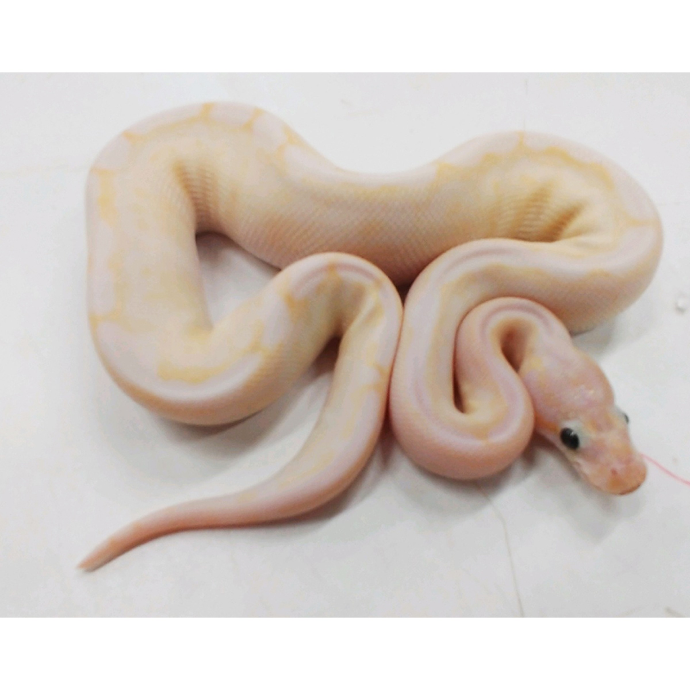 Albino snake with pale pink and yellow pattern coiled on a white surface.