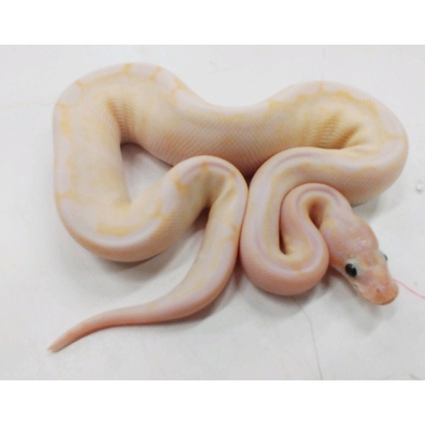 Albino snake with pale pink and yellow pattern coiled on a white surface.