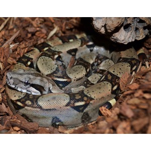 Coiled patterned snake nestled in brown mulch, head forward and camouflaged by earthy tones.