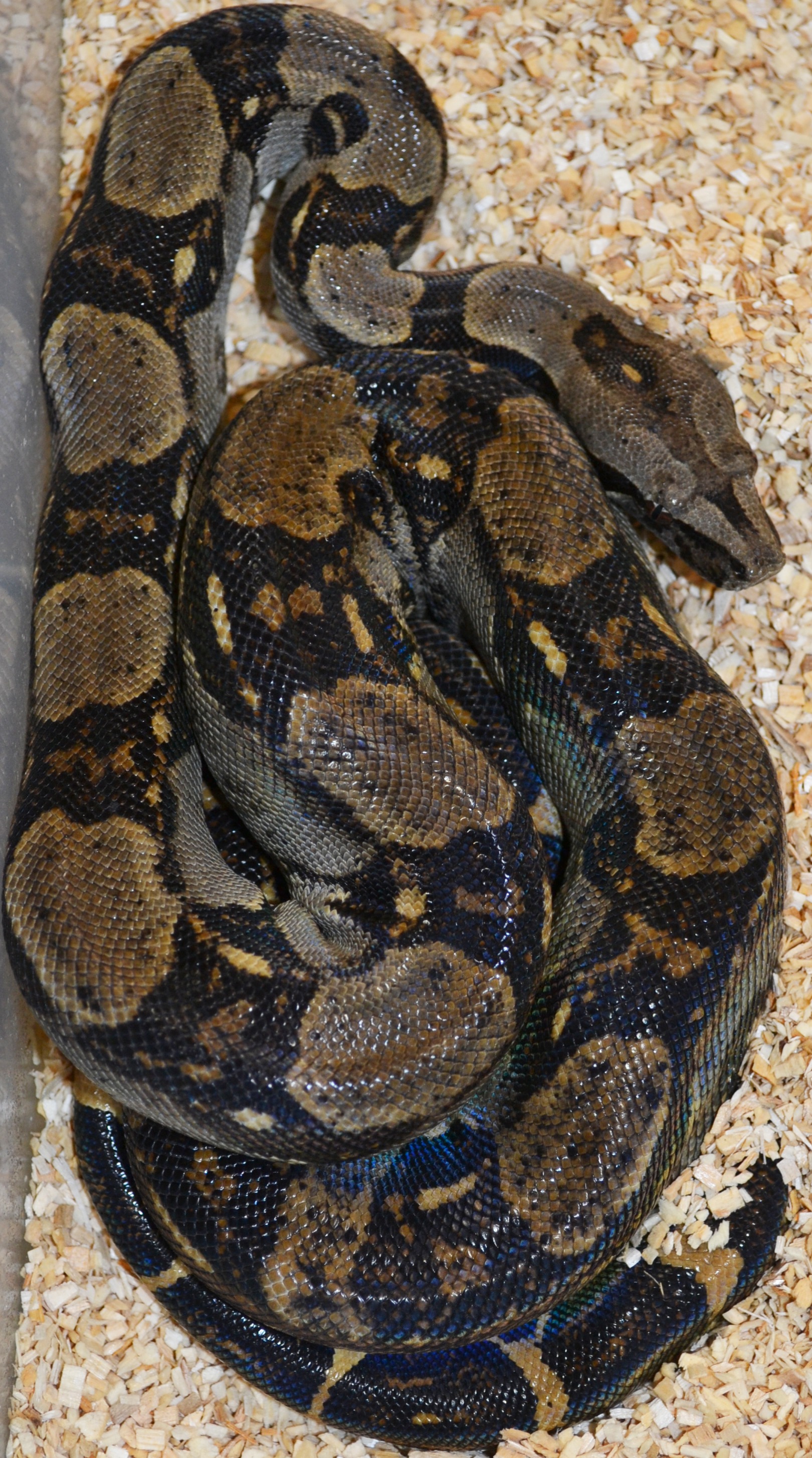 Small Peruvian Long Tailed Boas | LLLReptile