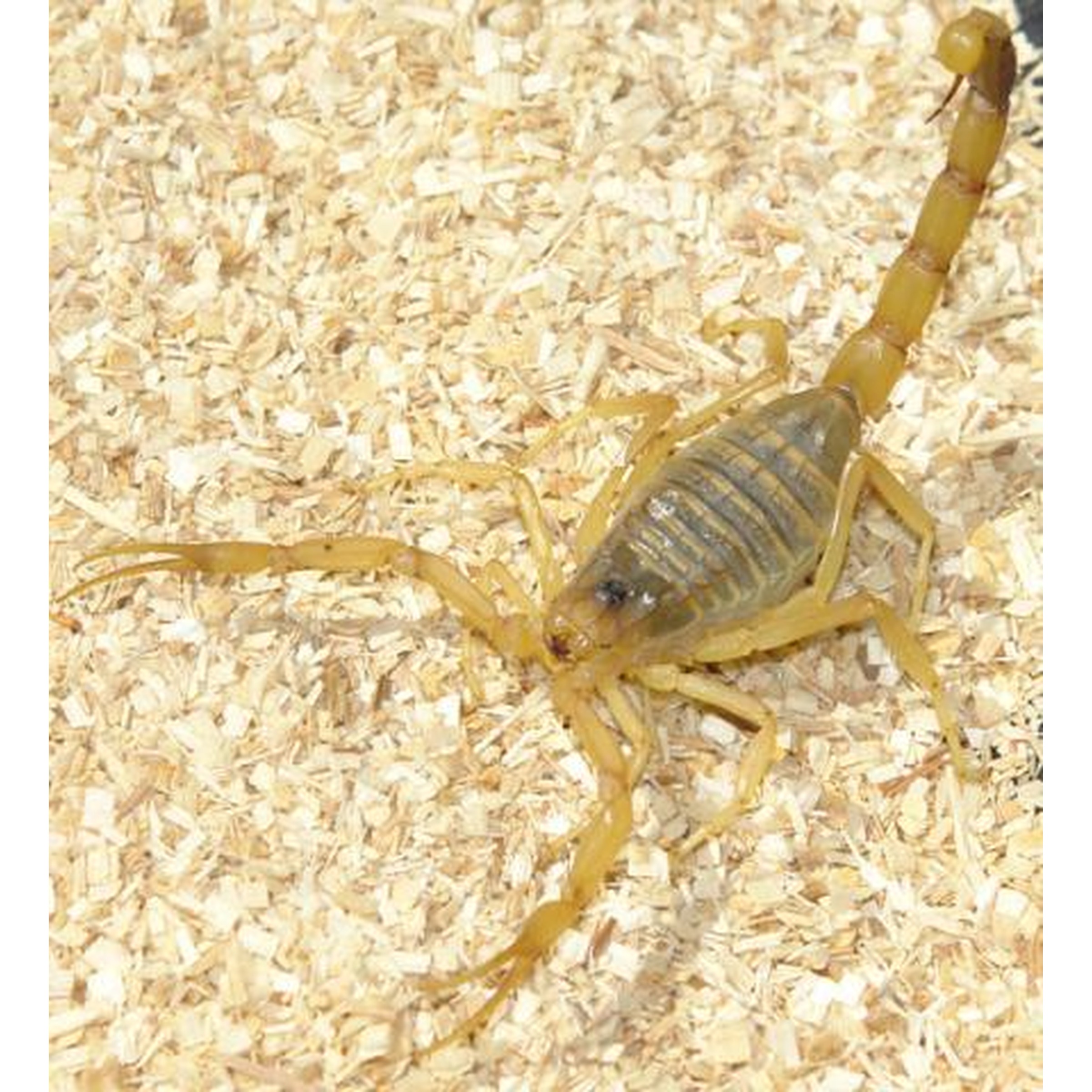Pale yellow scorpion on wood shavings, with segmented tail curved upward.