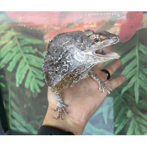 Bearded dragon perched on a hand with open mouth, showing rough scales, against a leafy background.