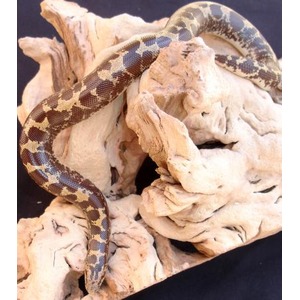 Snake with brown and yellow markings coils around light, crumpled rocks on a dark background.