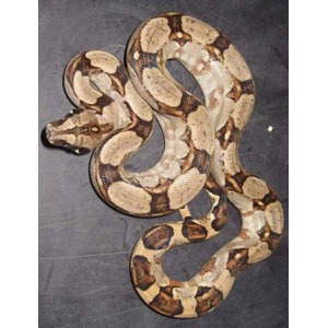 Coiled brown and beige patterned snake on a dark surface.
