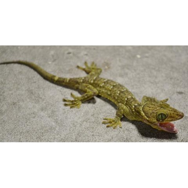 Brown-green gecko on concrete with tongue extended.