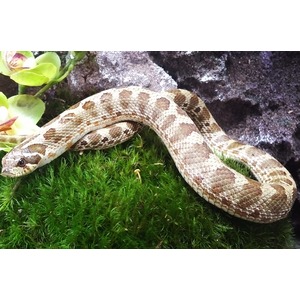 Brown and tan patterned snake coiled on vivid green moss beside rocks and flowers.
