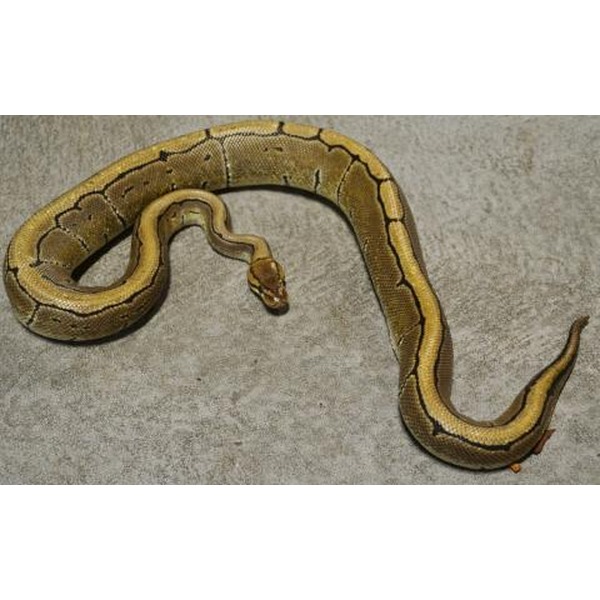 Coiled brown and tan patterned python on a gray surface.