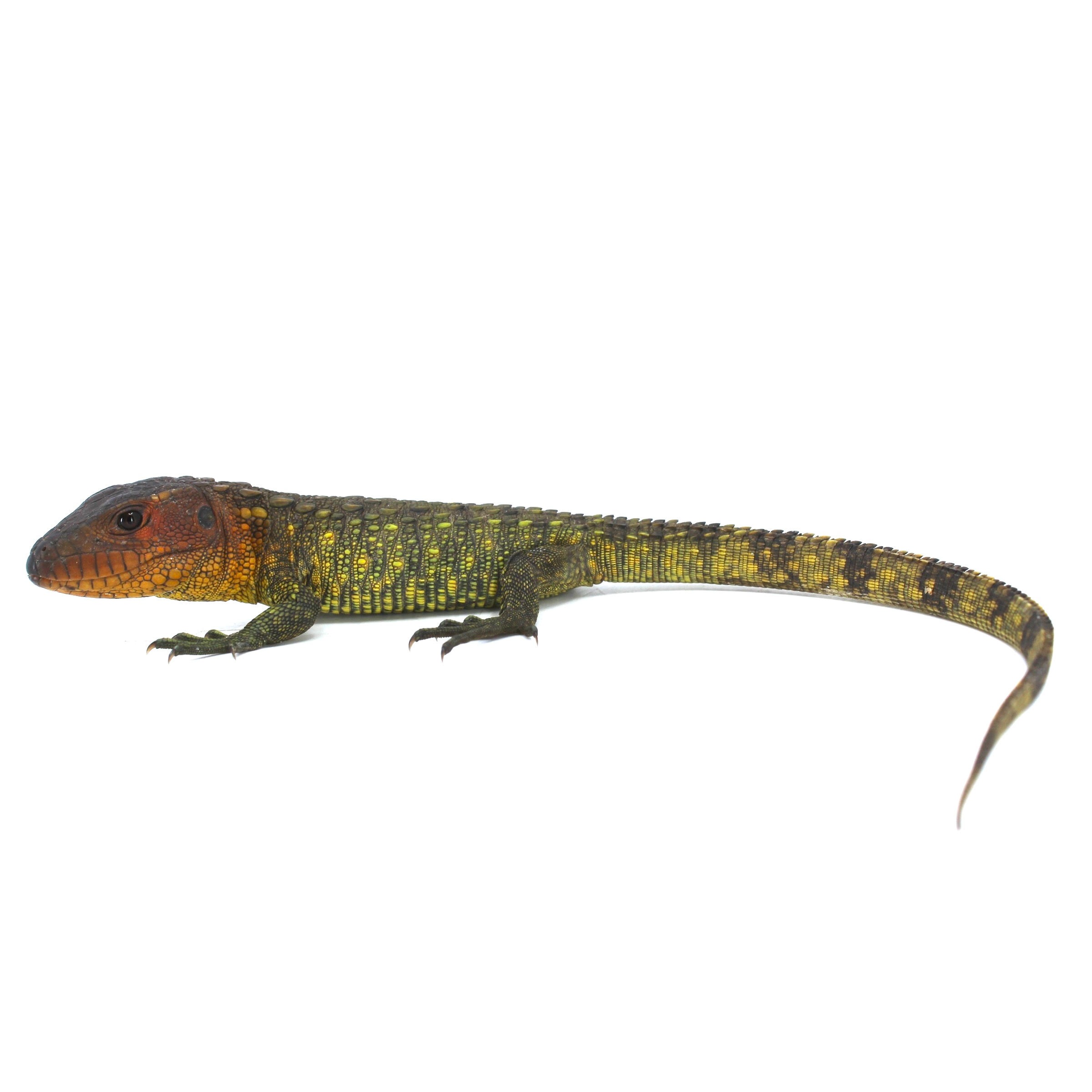 Colorful lizard with orange head and green-yellow scaled body; long striped tail.