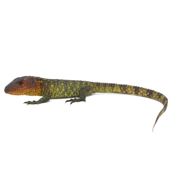 Colorful lizard with orange head and green-yellow scaled body; long striped tail.