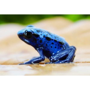 Small blue poison-dart frog with black spots sits on a wet, sandy surface.