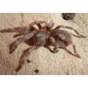 Brown hairy tarantula spider on a wooden surface.