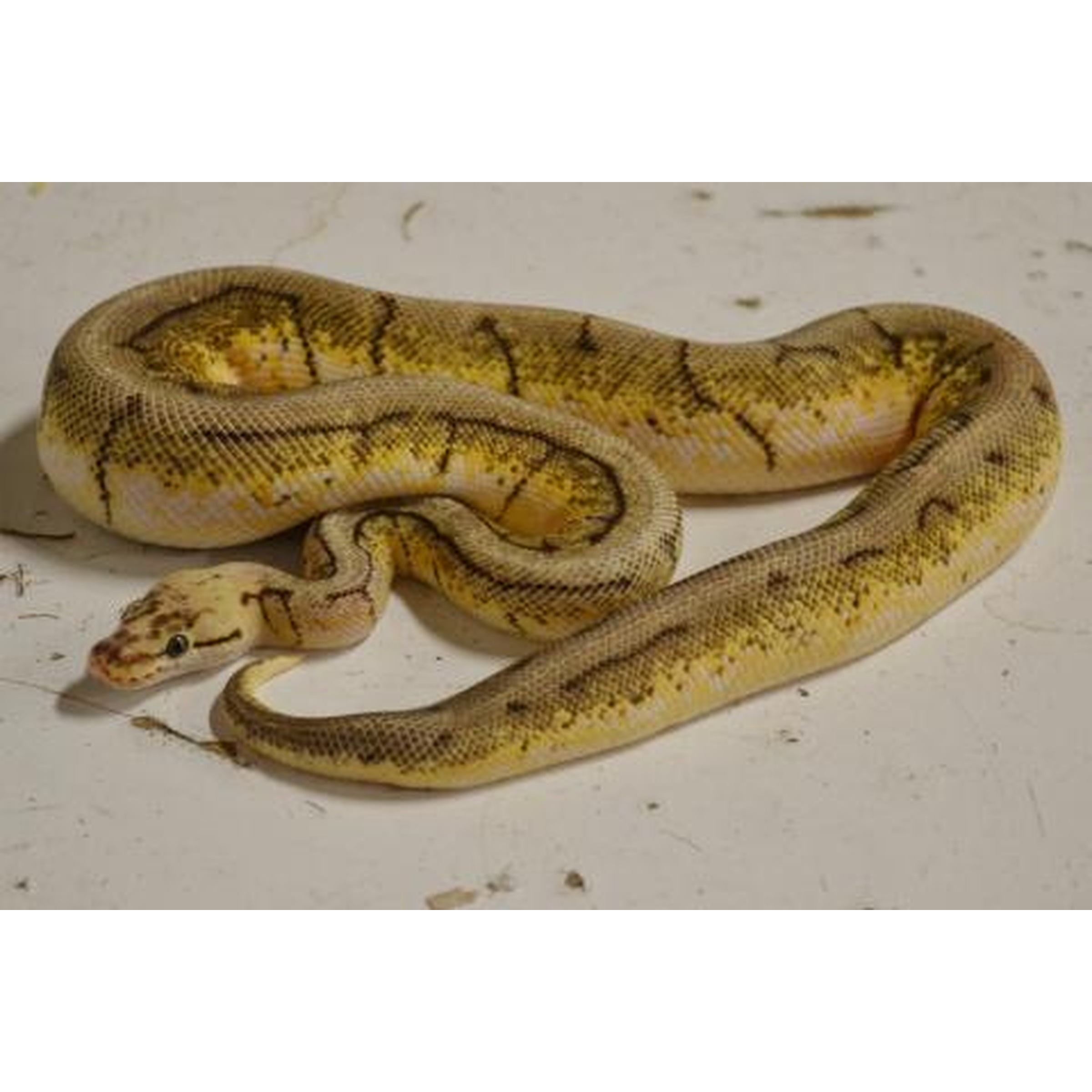 Spinner Snake Ball Python Small Spinner Blast Ball Pythons | LLLReptile