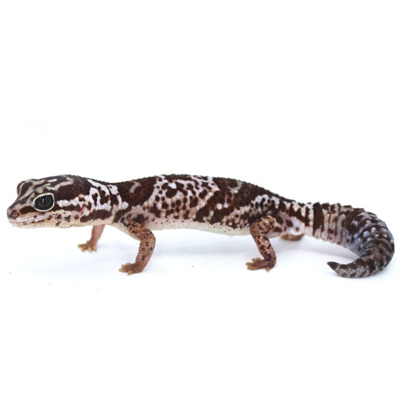 Leopard gecko with brown and cream spots, facing left on white, tail curved to the right.