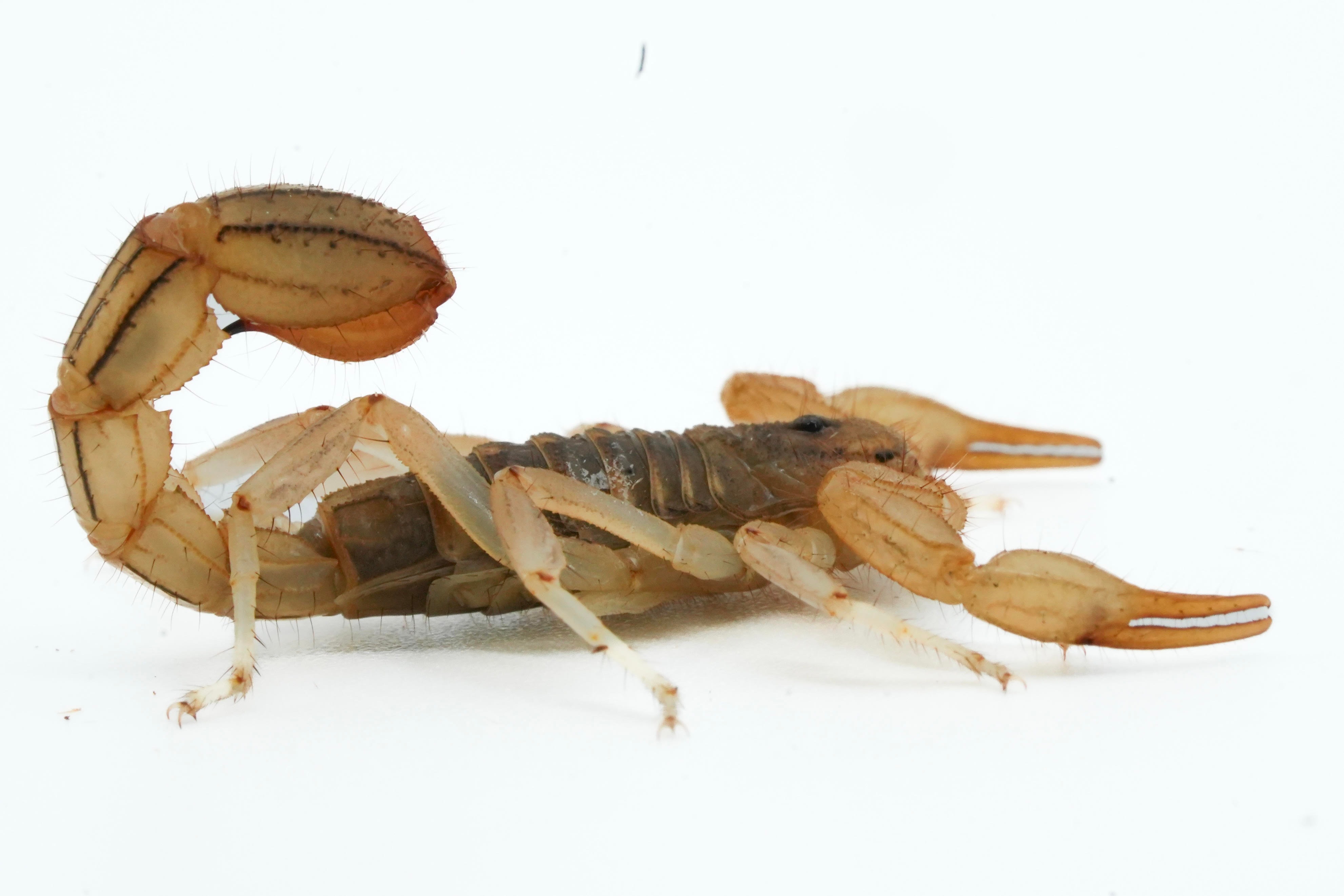 Desert Striped Tail Devil Scorpions | LLLReptile