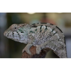 Side view of a gray-green chameleon perched on a brown branch.