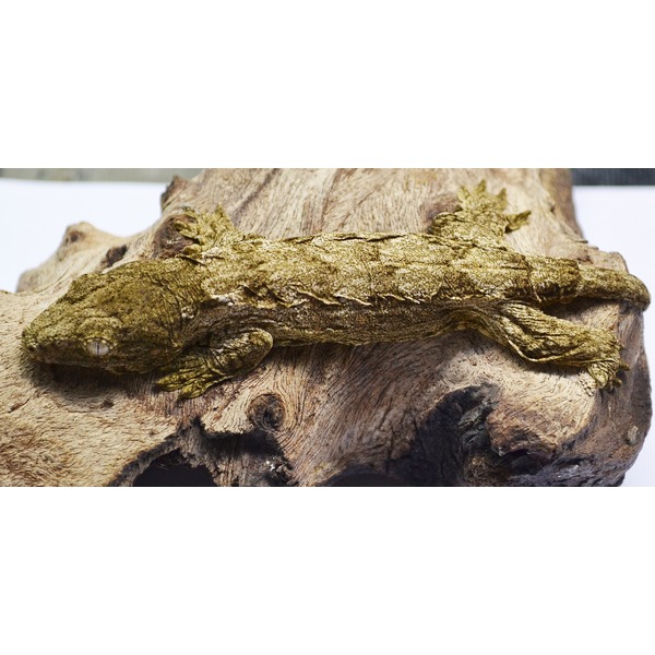 Golden, warty amphibian stretched along a textured wooden log.