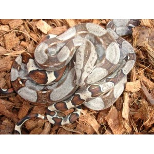 Coiled snake with gray and brown markings on wood mulch.