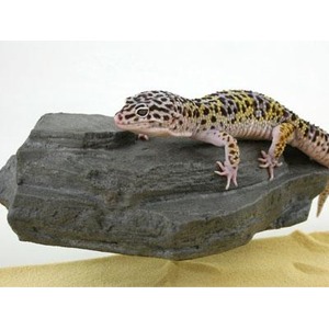 Leopard gecko perched on a dark rock with a sandy desert backdrop.