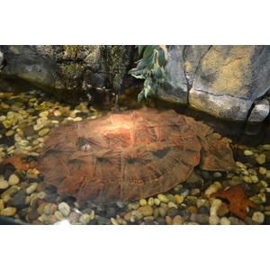 A large, weathered turtle shell rests on multicolored pebbles beside a rocky wall.