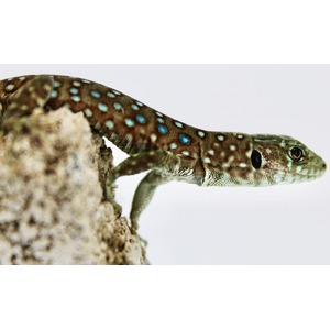 Colorful lizard with turquoise spots on brown-green scales crawling along a rock, head to the right.