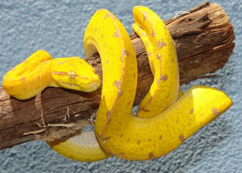 Small Jayapura Green Tree Pythons | LLLReptile
