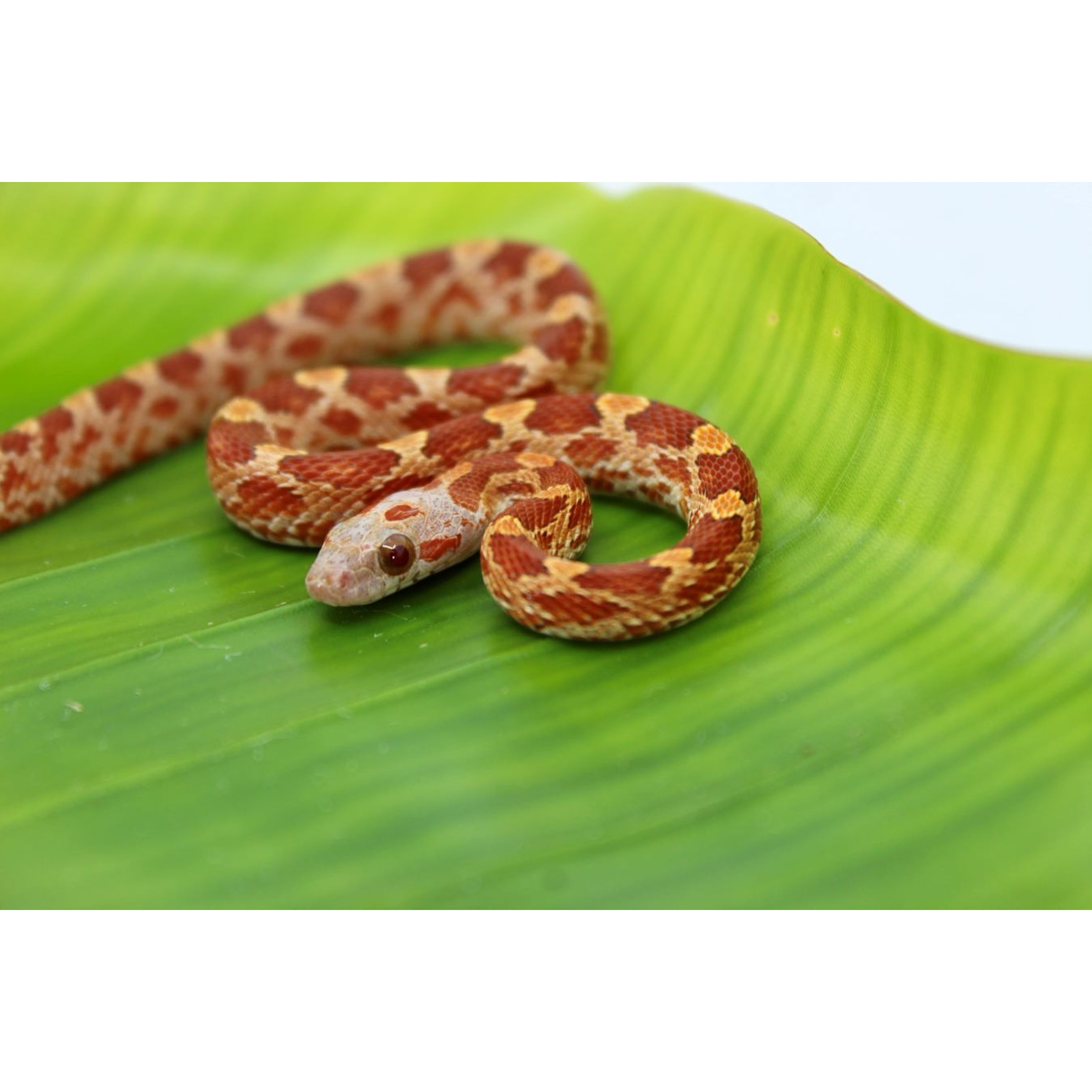 Juvenile corn snake with red and orange blotches coiled on a green leaf.