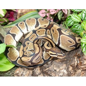Coiled ball python with tan and brown patterns on bark among green plants.