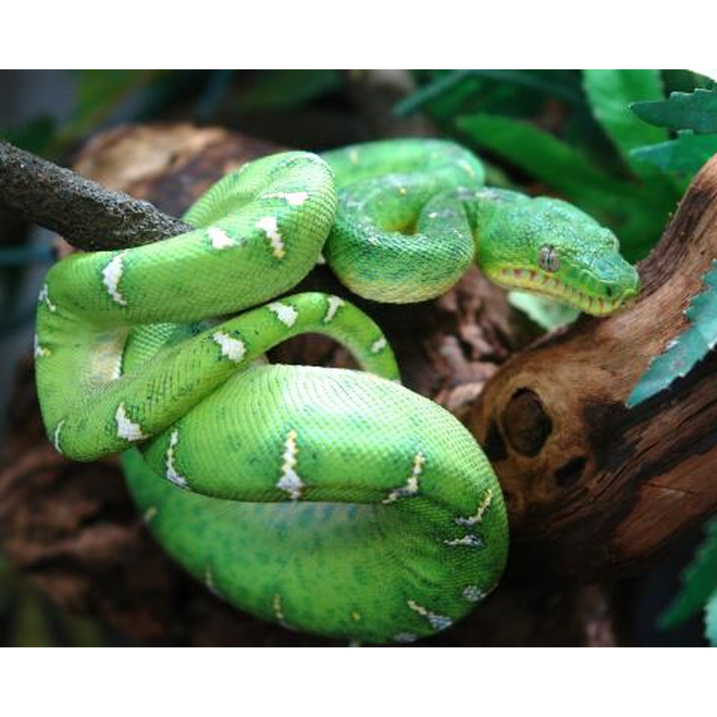Bright green snake with white zigzag markings coiled around a branch and log