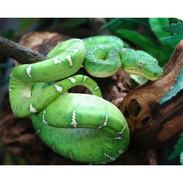 Bright green snake with white zigzag markings coiled around a branch and log