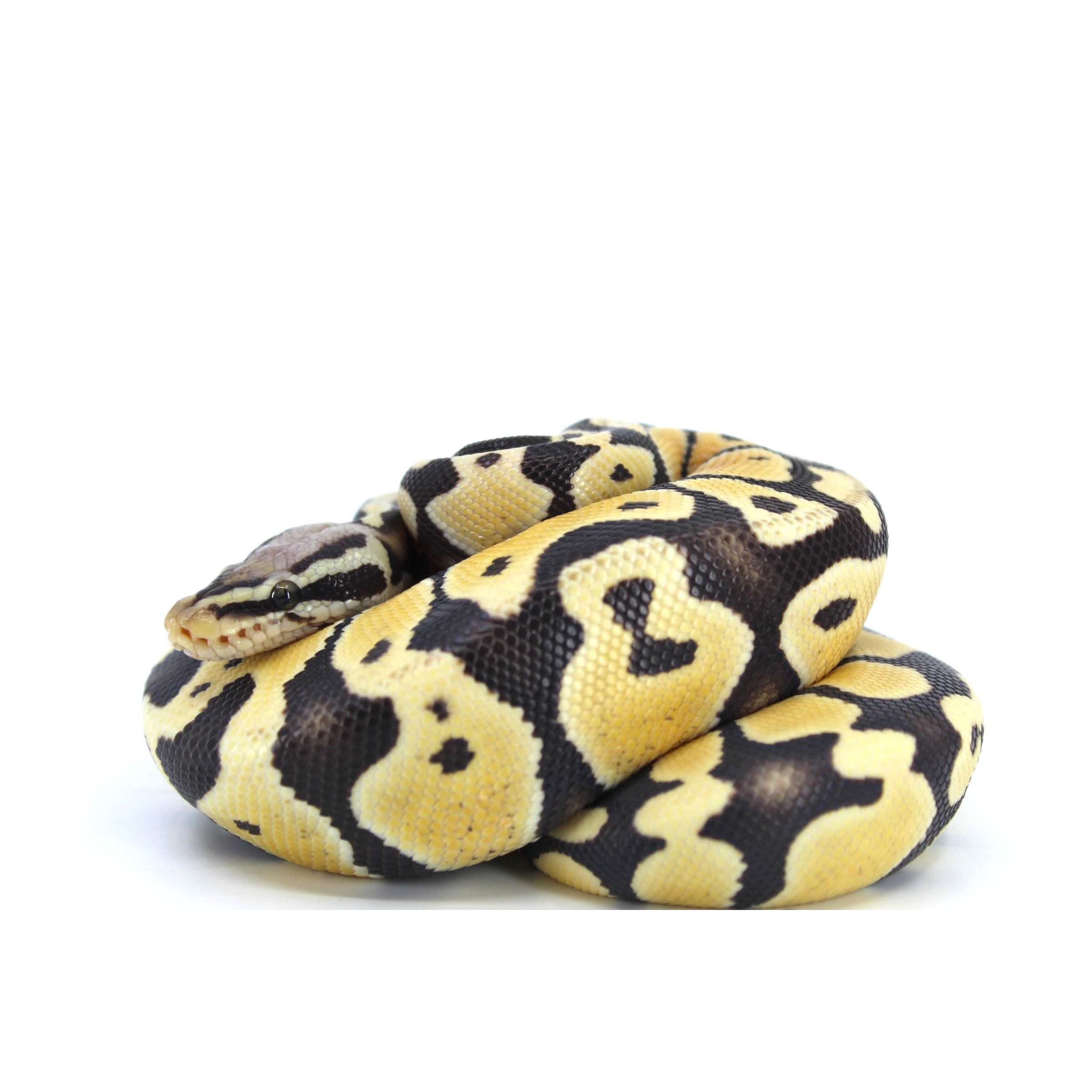 Coiled ball python with yellow and black blotches on a pale background.