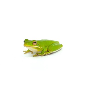 Small bright green tree frog with pale underside and orange-tinted eyes, perched on a white background.