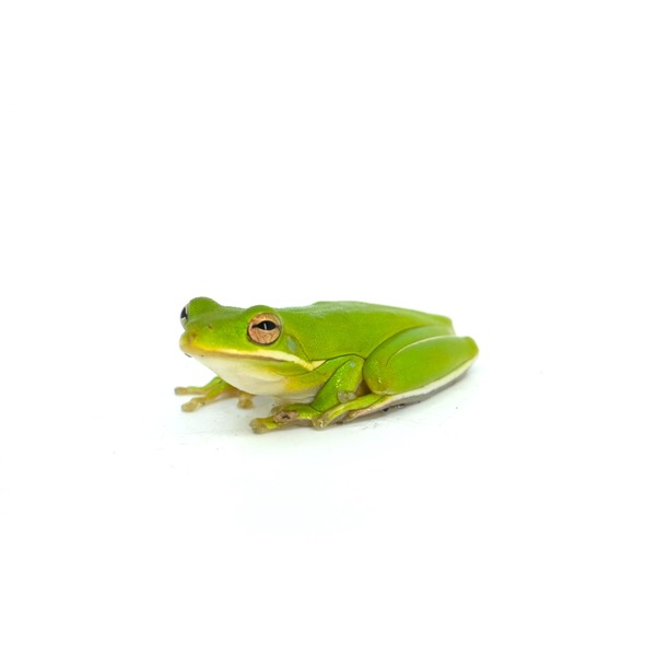 Small bright green tree frog with pale underside and orange-tinted eyes, perched on a white background.