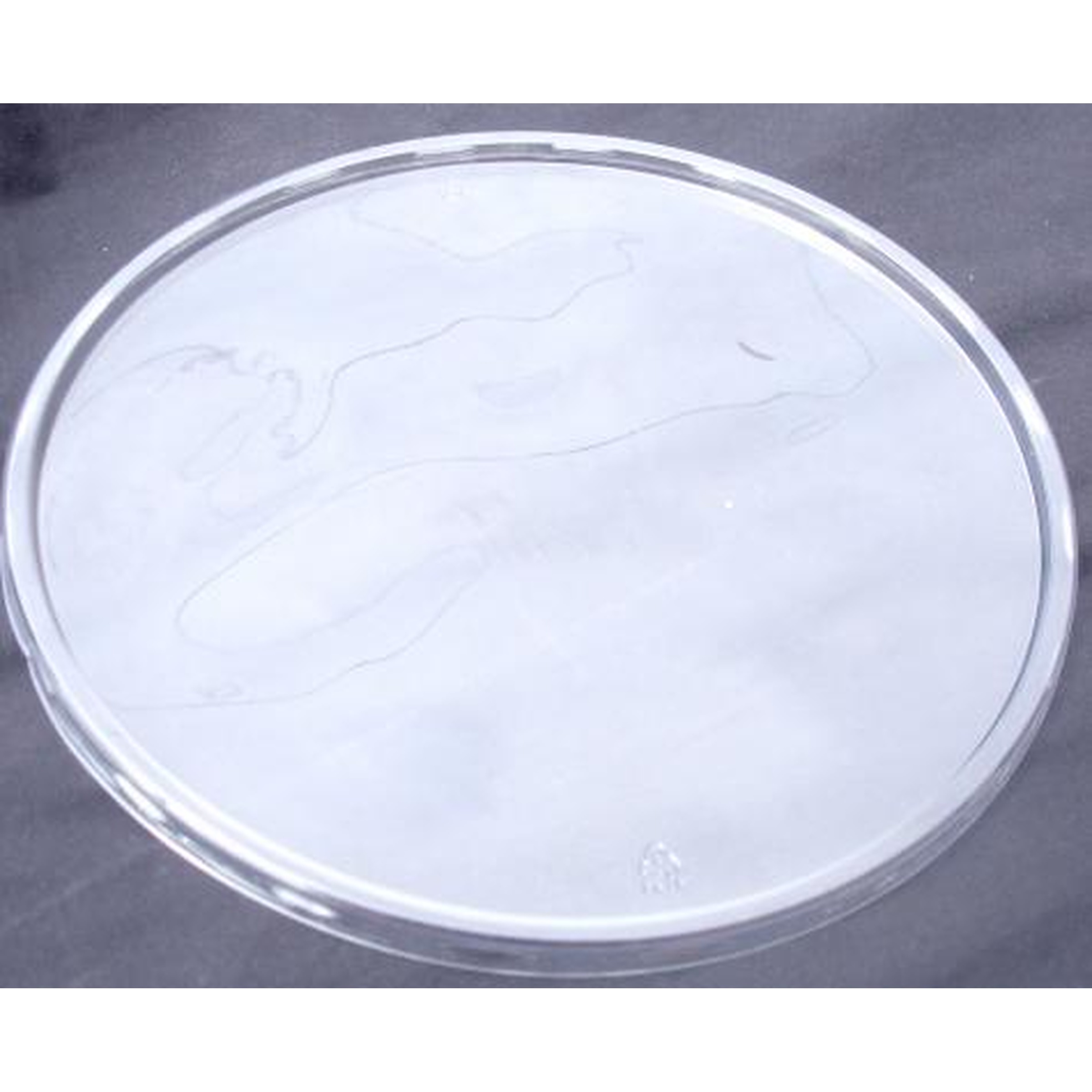 Round petri dish with a clear lid, viewed from above on a dark surface.
