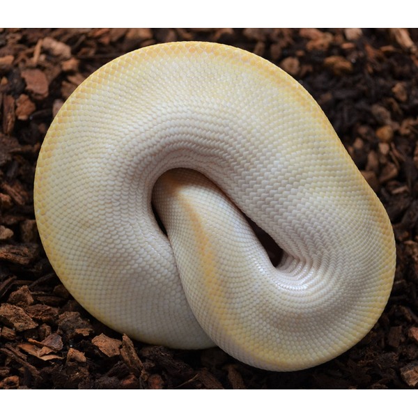 Albino ball python coiled in a tight ring with yellow and white scales on brown mulch.