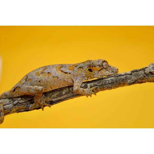 Mottled gecko with orange-gray spots resting on a textured branch against a bright yellow background.
