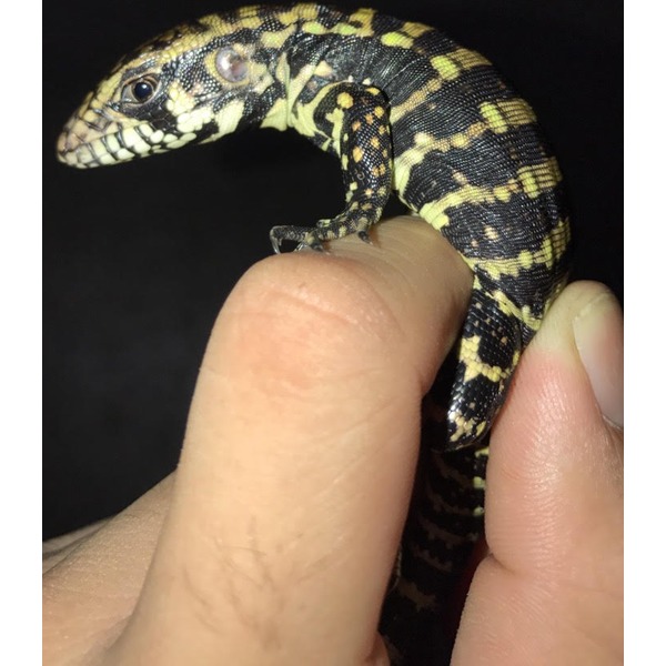 Small black-and-yellow striped snake held gently between two fingers.