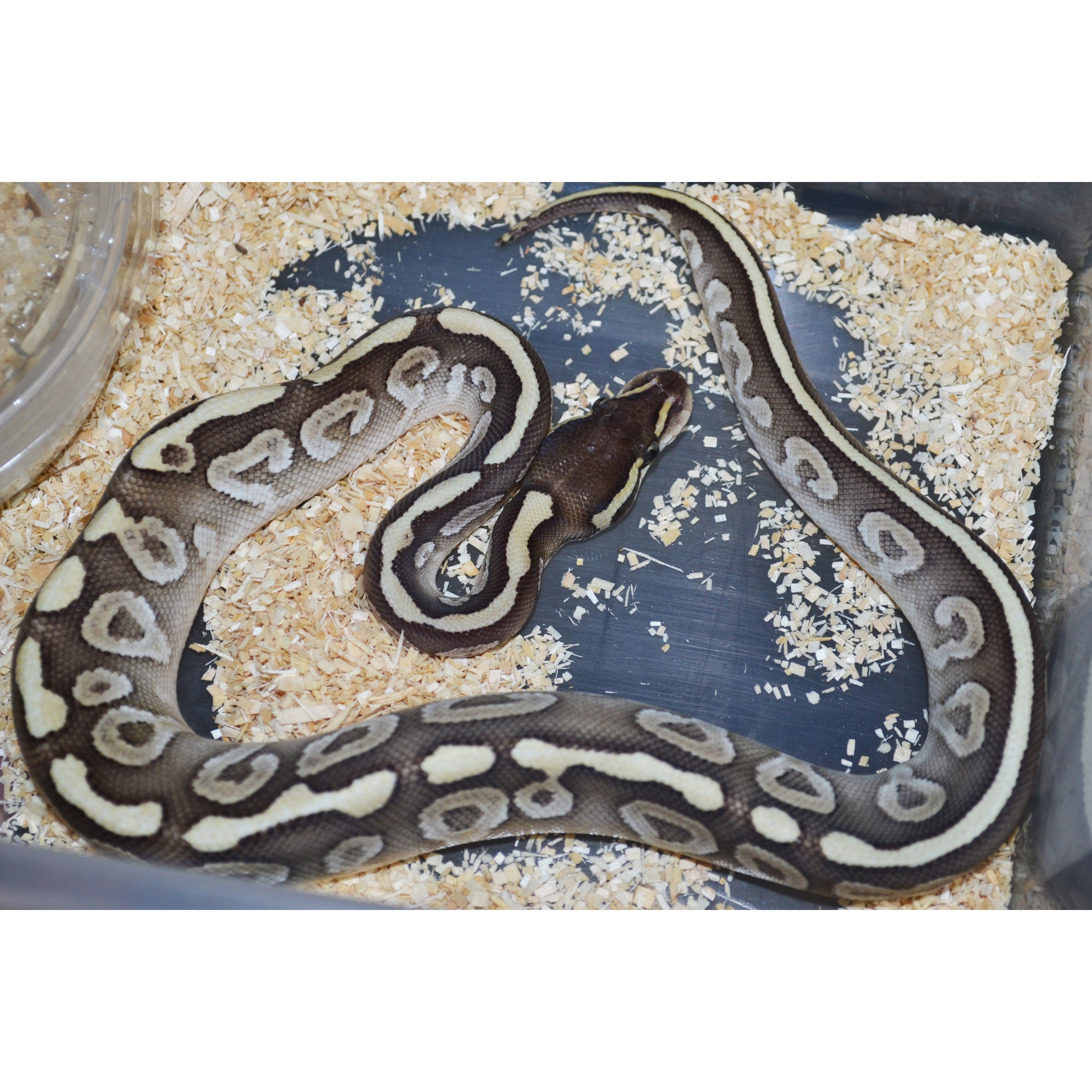 Ball python coiled on bedding inside enclosure, brown with cream-yellow saddled pattern.