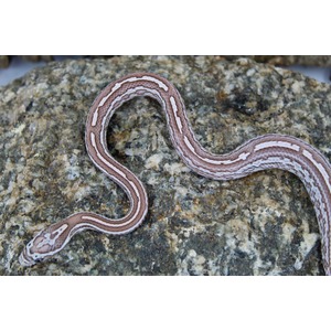 Brown snake with white dorsal bands curves across a rough rock surface.
