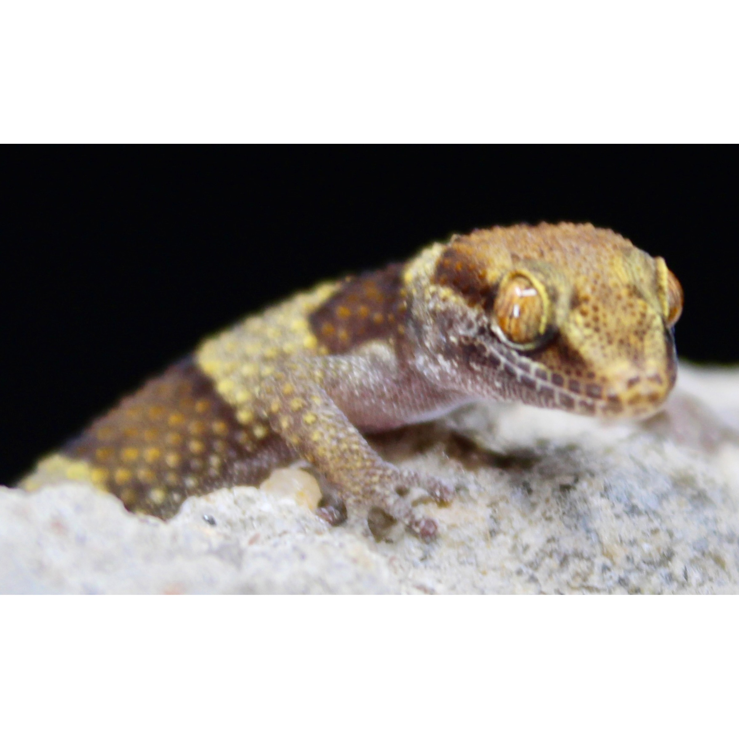 Close-up of a speckled brown gecko with yellow-orange eye on a rocky surface.