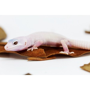 Lavender gecko with pale pink limbs resting on a dried brown leaf.